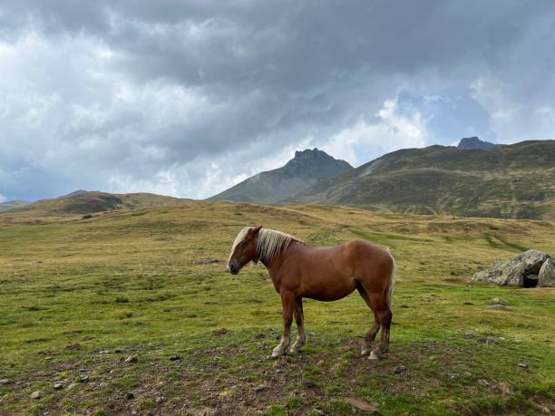 istock Horse standing outdoors in the mountains. 1420127000