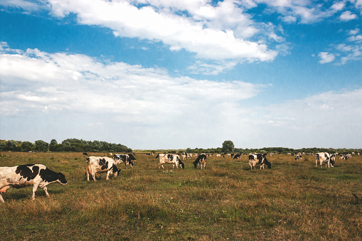 Cows in a field under a clear blue sky.