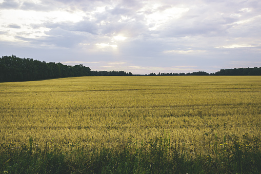 Autumn field of mature wheat. Concept harvesting.