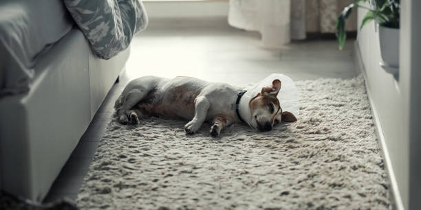 istock Injured dog wearing plastic protective cone sleeping at home. 1420129356