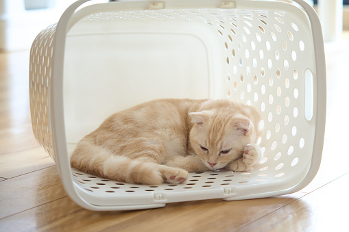 kitten sleeping in laundry basket