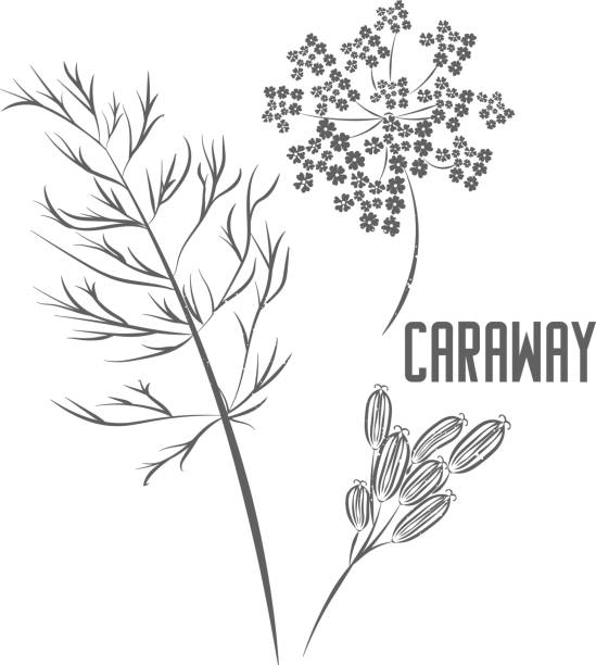 Caraway seeds and flowers vector illustration Wild caraway seeds and flowers vector silhouette. Caraway medicinal herbal outline. Perideridia gairdneri seeds silhouette illustration for pharmaceuticals and kitchen. caraway stock illustrations
