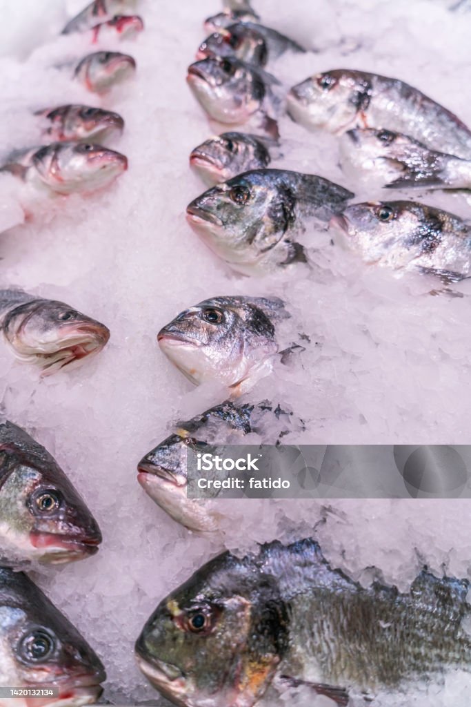 Raw chilled fresh fish in the refrigerator at the supermarket, healthy food concept, food background Animal Stock Photo