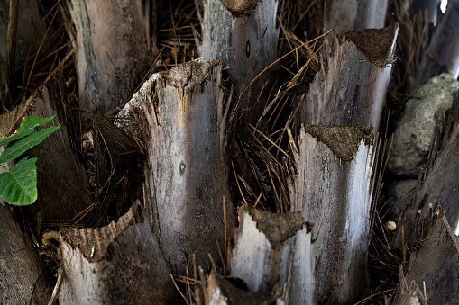 Close up of coconut tree bark texture.