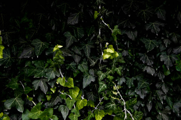 istock Green ivy leaves, on the wall. Leaves texture. 1420134415