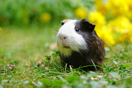 Guinea pig in grass and yellow flowers in summer