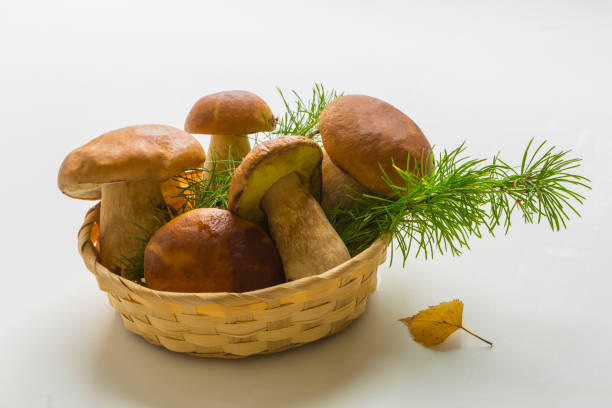 Basket with porcini mushrooms isolated on a white background