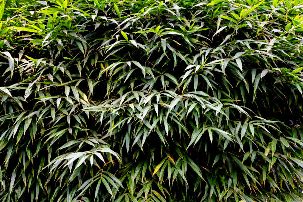 Beautiful green green leaves. Leaves texture