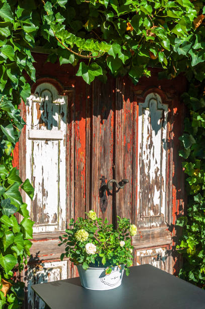 An old wooden door in a wall covered with green ivy