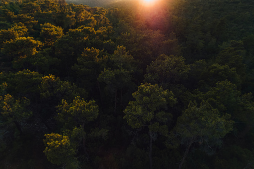 Drone View Beautiful Sunset at the Forest