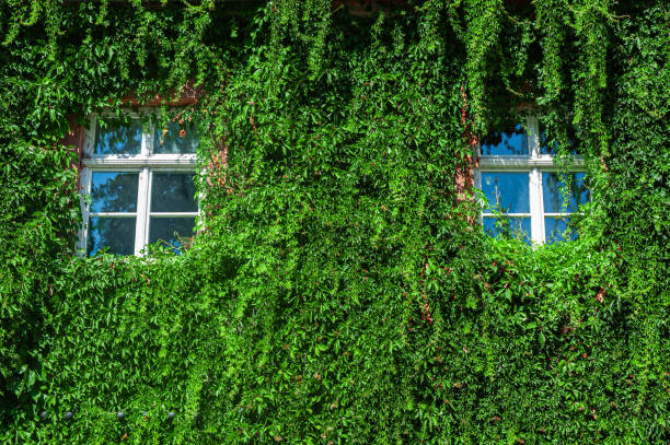 istock Ivy plant wall with two windows 1420136132