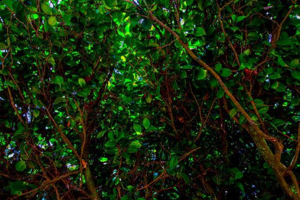 Close up of green leaves texture.