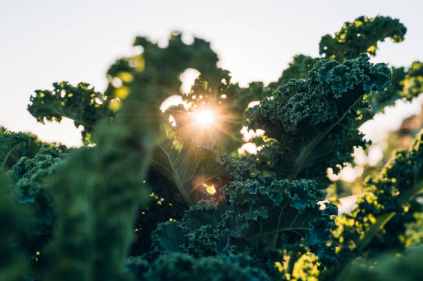 fresh kale on the field in the evening light at sunset stock photo