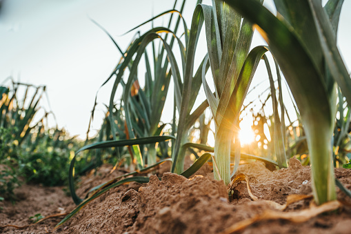 fresh leeks on the field in the evening light at sunset