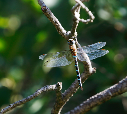 Field characters: Tot 56-64mm, Ab 43-54mm, Hw 37-42mm. Distinctly smaller than most Aeshna species.\n\nThe commonest small hawker. Numerous in much of our area, and although it can be on the wing during most months in the Mediterranean, further north it is especially associated with late summer and autumn, when it may appear in massive migrations. It is usually identified by its size, relative dull colours and the diagnostic yellow \