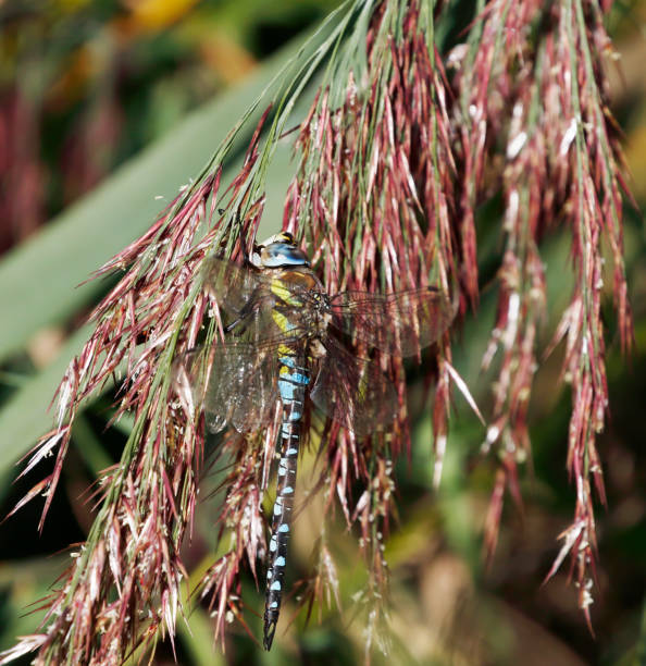 istock Migrant Hawker Dragonfly (Aeshna mixta) Male 1420137091