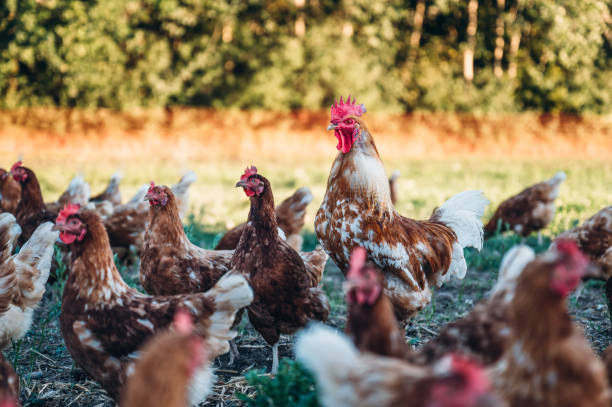 istock Rooster and chickens on a green meadow. 1420137971