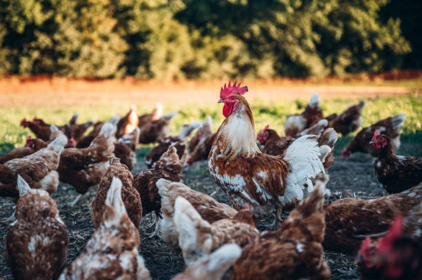 istock Rooster and chickens on a green meadow. 1420137983