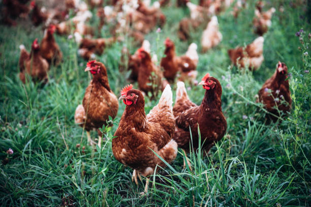 istock Rooster and chickens on a green meadow. 1420138012