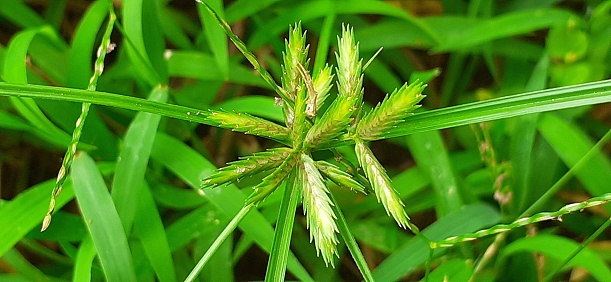 Cyperus Compressus or Annual Sedge is a Cyperaceae Family sedge. It is found in tropical and warmer climates areas of Asia, Africa and American Countries.