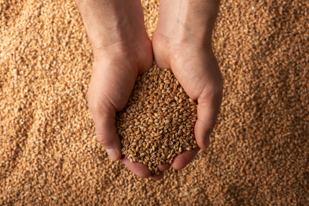istock Human caucasian handfuls with wheat kernels over grain background 1420138603