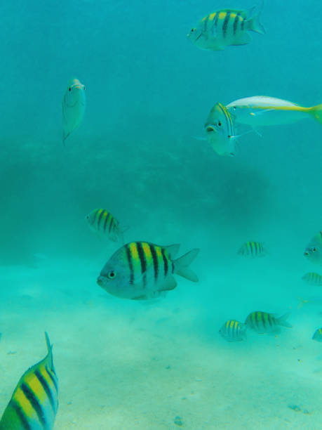 istock Tropical Fish Of The Caribbean 1420142516