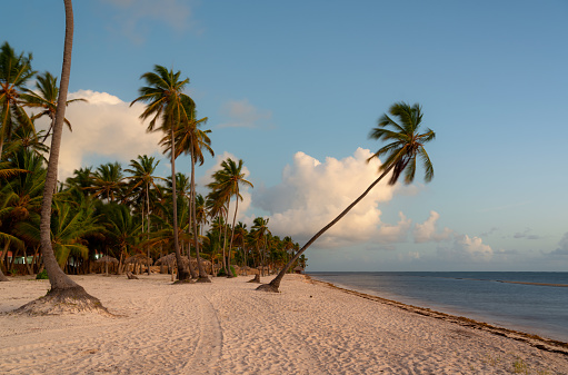The sun rises in the Dominican Republic, illuminating a palm tree on the beach in Punta Cana.