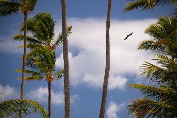 istock Palm Trees Of The Caribbean 1420143064