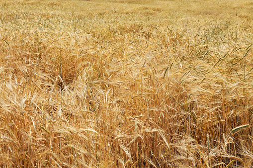 Close-up of golden ripe wheats on an agricultural field