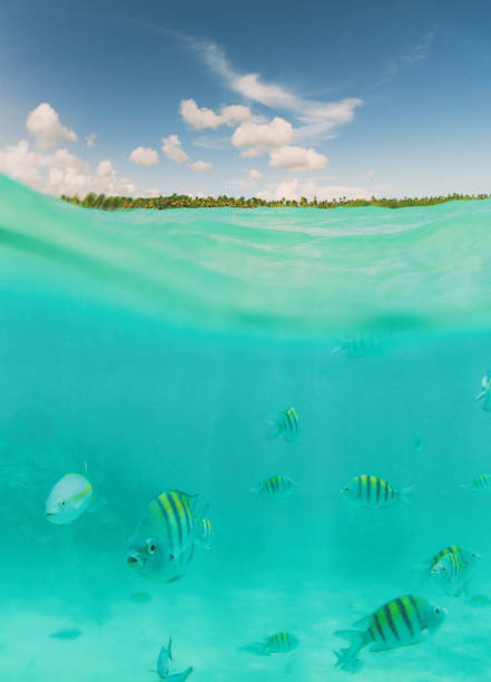 istock Tropical Fish Of The Caribbean 1420146968
