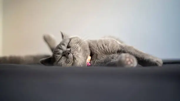 Photo of Little cat is sleeping on the bed