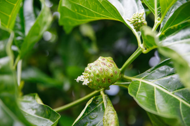 istock Noni tree, Morinda citrifolia. A medicinal fruit with unique properties. 1420147476