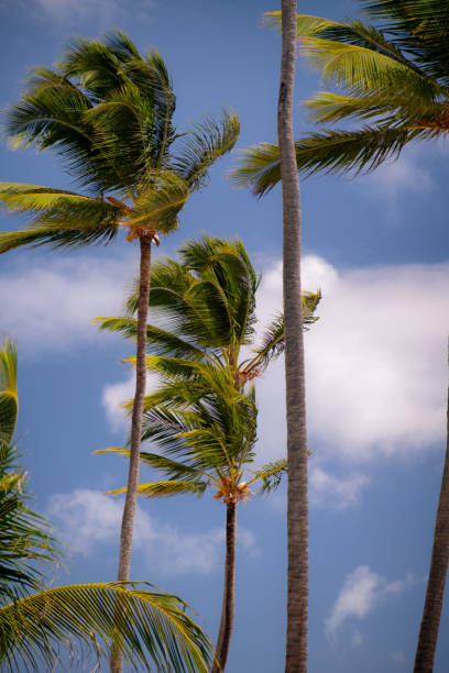 istock Palm Trees Of The Caribbean 1420147491