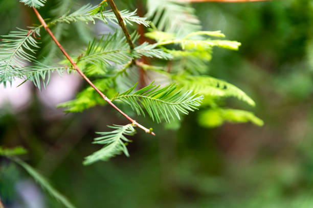 Beautiful green green leaves. Leaves texture