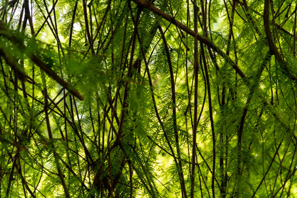 istock Beautiful green green leaves. Leaves texture 1420148217