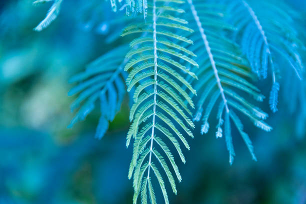 Beautiful green green leaves. Leaves texture