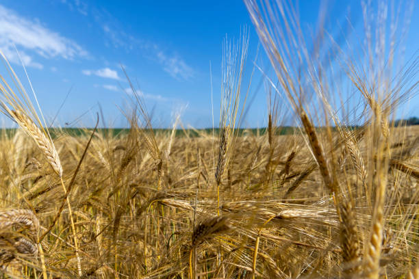 istock ripe wheat harvest in summer 1420148844