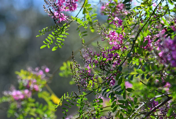 Pink purple flowers and buds of Australian native Indigo, Indigofera australis, family Fabaceae Pink purple flowers and buds of Australian native Indigo, Indigofera australis, family Fabaceae. Widespread in woodland and open forest in New South Wales, Queensland, Victoria, SA, WA and Tasmania. indigo plant photos stock pictures, royalty-free photos & images