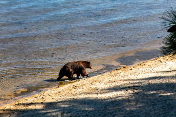 Free Stock Photo of Bear Walking on Beach | Download Free Images and ...