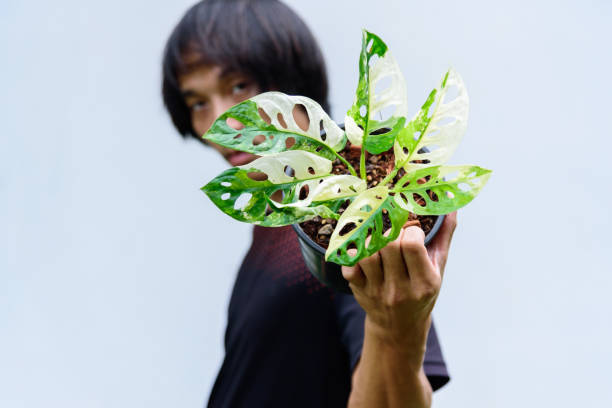 istock Monstera adansonii albo  variegated giant 1420150417