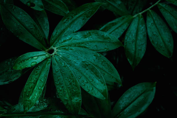 istock tropical leaves, abstract green leaf texture in garden, nature background 1420151277