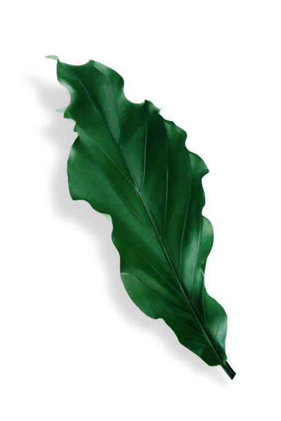 istock Bright green tropical leaves lay on a white background with black shadows. 1420151292