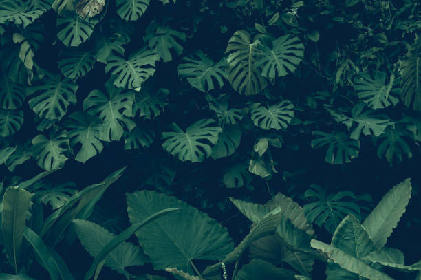 istock tropical leaves, abstract green leaf texture in garden, nature background 1420151300