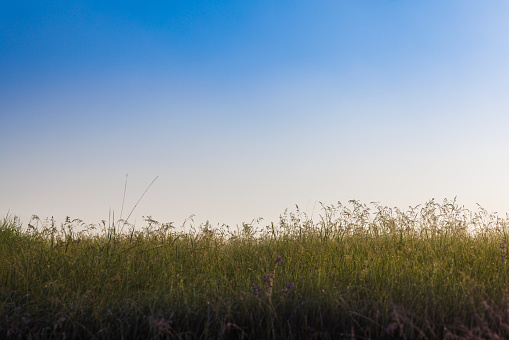 morning wild tall grass field with clear blue sky background, selective focus.