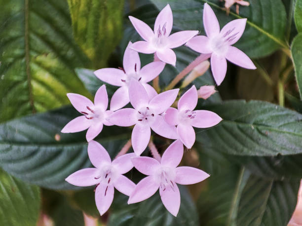 istock Egyptian starcluster flower from top angle. 1420152660