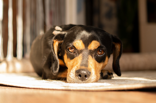 Little sad domestic dog lying at home on a soft carpet and looking at the camera. Bright sunlight and shadow, selective focus.