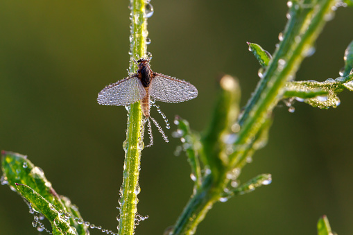 Imago of Ephemeroptera Mayfly sits on grass with dew drops on wings at summer morning