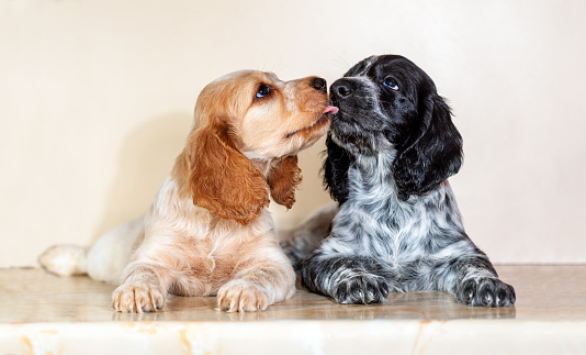 Two adorable spaniel puppies lie on a light background. Dogs look at each other. Selective focus. White, black, red hunting dogs.