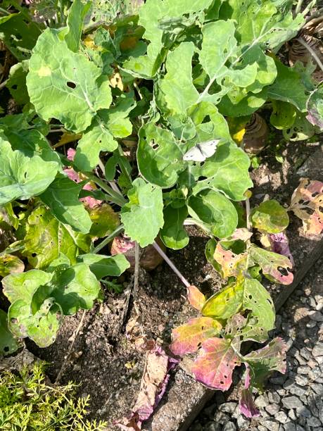 istock Pieris rapae Cabbage White Butterflies  on garden vegetables 1420155286