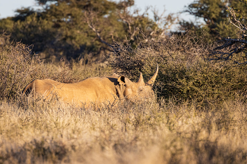 Black Rhino, Rhinoceros, wildlife photography whilst on safari in the Tswalu Kalahari Reserve in South Africa